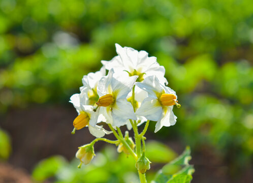 Potato (Solanum Tuberosum) Flower