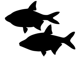 Bream river fish in the set. Vector image.