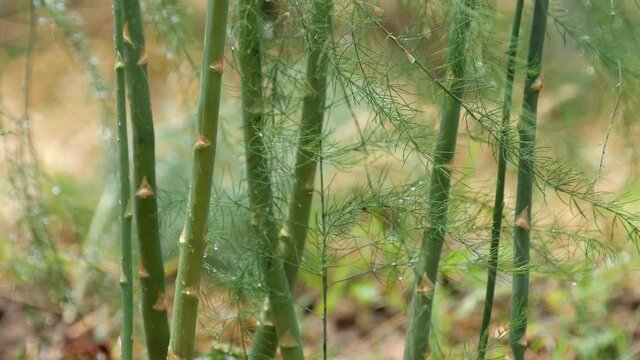 Closeup of asparagus on the field.
Asparagus have vitamin B6, calcium, magnesium, zinc, dietary fibre, protein, beta-carotene, vitamin C, vitamin E, vitamin K