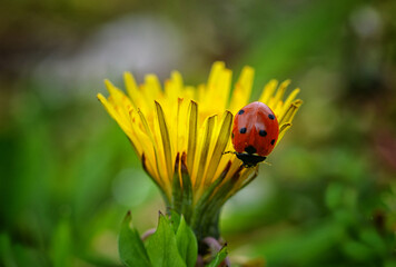 Ladybug
