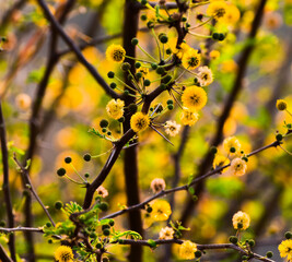 Babul (Acacia nilotica) flower