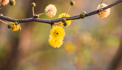 Babul (Acacia nilotica) flower