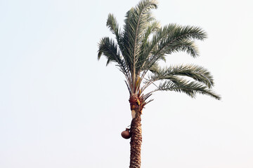 date palm tree on firm