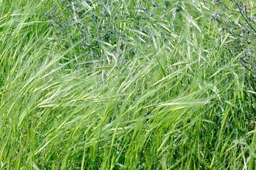 green grass background