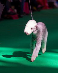 Bedlington Terrier at a dog show