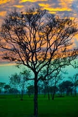 Naklejka premium Beautiful tree and beautiful evening