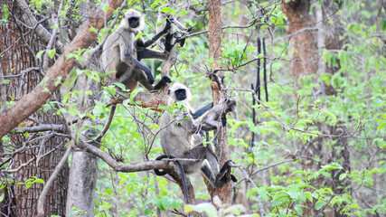 A group of grey langur in jungle. Gray langurs, also called Hanuman langurs or Hanuman monkeys