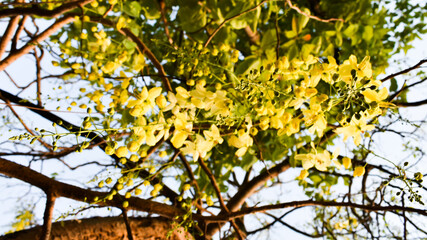 Cassia fistula, commonly known as golden shower, purging cassia, Indian laburnum, or pudding-pipe tree. It  is a flowering plant.