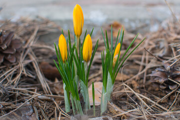 The first spring flowers are yellow crocuses.