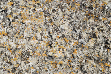 Texture of lichen on natural fungus stone