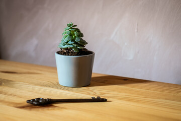 Stillleben: Blume in einem grauen Topf als dekorative Gestaltung zu Hause