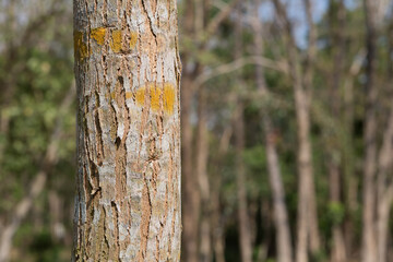 Dalbergia cochinchinensis Trees of Tropical Asia 