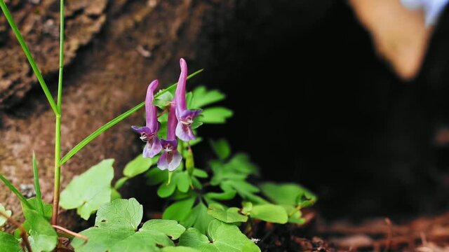 Corydalis flower in early spring in the forest 