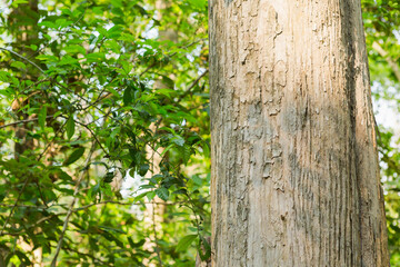 Selective focus.Teak Tree in Thailand precious hardwoods one of the last major areas of tropical forest in Asia