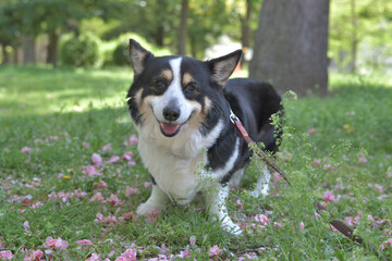 森林浴をしながら散歩する黒いコーギー犬