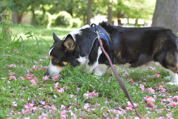 花びらまじりの草の上を散歩する黒いコーギー犬