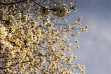 white blossoms on a tree with blue sky detail