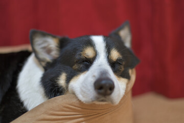 犬用ベッドでリラックスする黒いコーギー犬