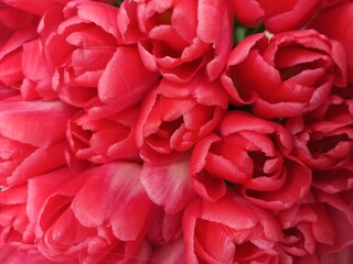Tulips. Red flowers. Background. Flora