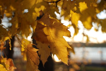 Autumn leaves on the tree