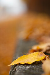 View of a leaf with unfocused background in autumn. Italy