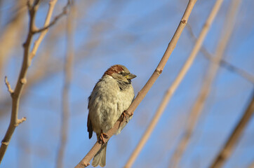 Sparrow on a tree 