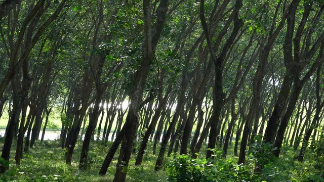 Trees in the forest. Rubber tree plantation in the wind. Beauty in nature