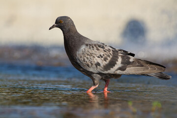 Pigeon on the ground