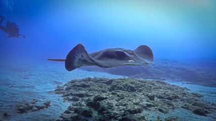 Close contact with Giant Stingray in the ocean