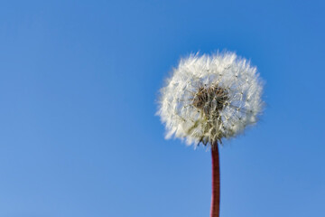 Dandelion seeds in rays of sunlight on a background of blue sky
