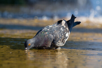 Pigeon on the water