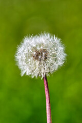 White ball of dandelion flower in the rays of sunlight on a background of grass