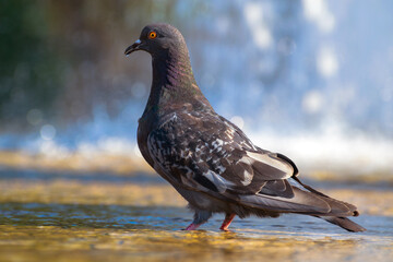 Pigeon on the ground
