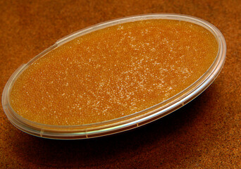 image of pike caviar plastic box 
