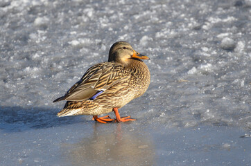 Duck on ice