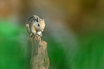 Closeup portrait of variable squirrel -Callosciurus finlaysonii, on a tree branch in Thailand park