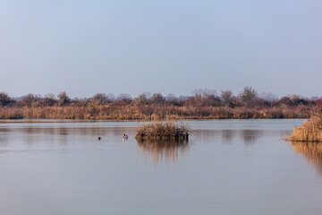 Mallards in the lagoon of Marano, Nature reserve of Valle canal Novo