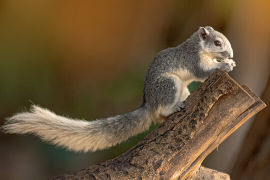 Closeup portrait of variable squirrel -Callosciurus finlaysonii, on a tree branch in Thailand park