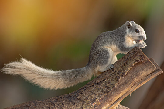 Closeup portrait of variable squirrel -Callosciurus finlaysonii, on a tree branch in Thailand park