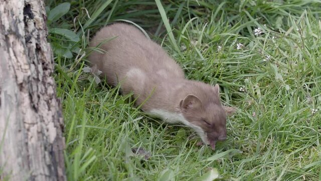 Captive Stoat Eating Food
