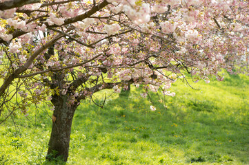 Ein rosa/weiß blühender Baum in einem Park an einem sonnigen Frühlingstag