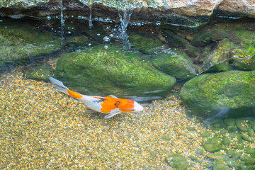 The single colorful koi carp or fancy carp in the tranquil pond water