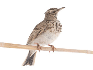 Crested Lark isolated on white background