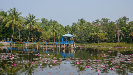 Scenic landscape with blue wooden pavilion and walkway in pond with pink water lilies, Sundarbans...