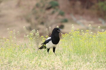  wild magpie on the grass