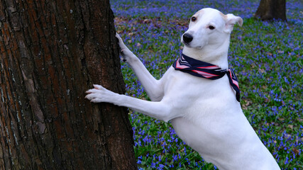 White mongrel dog with a neckerchief stands against a background of blue spring flowers