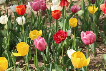 colorful tulips