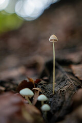 Selective focus shot of a small forest mushroom with a long stem in autumn