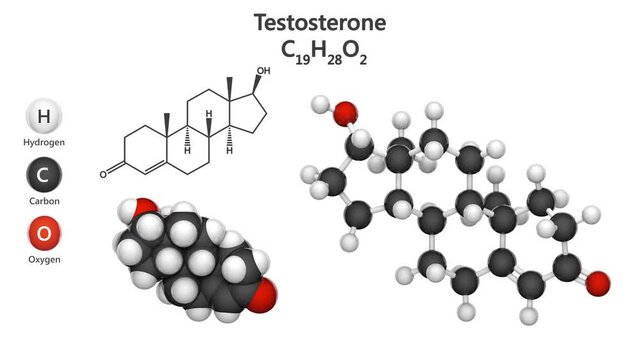 Molecular structure of Testosterone - steroid hormone from the androgen group. C19H28O2. Ball and Stick + Space-Filling chemical structure model. 3D render. Seamless loop. White background.