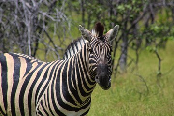 Fototapeta na wymiar Zebra in Etosha National Park in Namibia close to Namutoni Gate